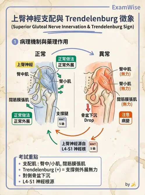 物治 - 髖關節解剖與評估 - AI 圖文解析預覽