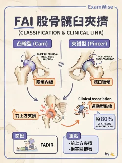 物治 - 髖關節病變與手術復健 - AI 圖文解析預覽