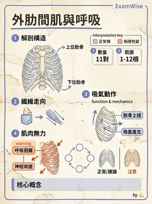 物治 - 呼吸解剖、生理與力學 - AI 圖文解析預覽