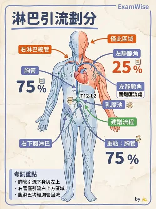 物治 - 循環解剖、生理與血流動力學 - AI 圖文解析預覽