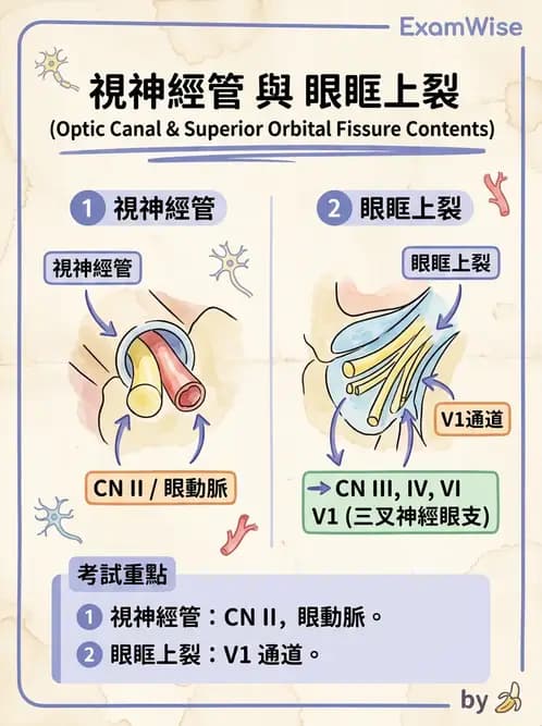 驗光師 - 眼窩骨骼與開口解剖 - AI 圖文解析預覽