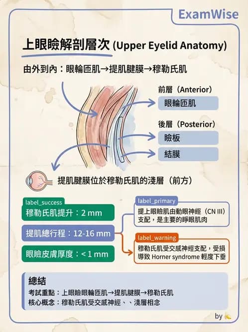 驗光師 - 眼附屬系統 - AI 圖文解析預覽