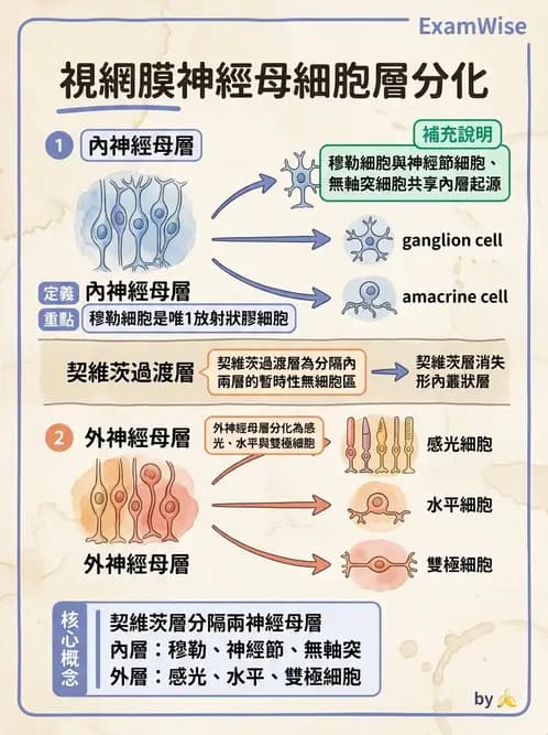 驗光師 - 眼球胚胎發育 - AI 圖文解析預覽