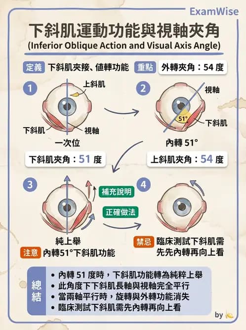 驗光師 - 眼外肌與眼球運動 - AI 圖文解析預覽