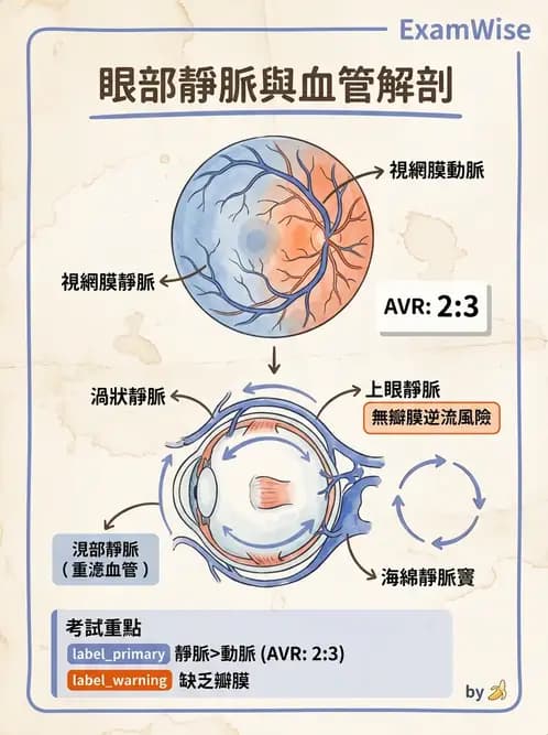 驗光師 - 眼循環系統 - AI 圖文解析預覽