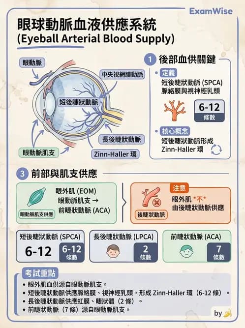驗光師 - 眼循環系統 - AI 圖文解析預覽