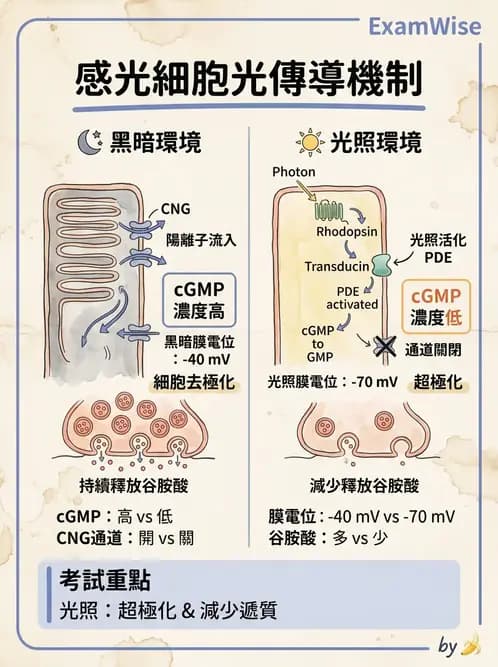 驗光師 - 視網膜 - AI 圖文解析預覽