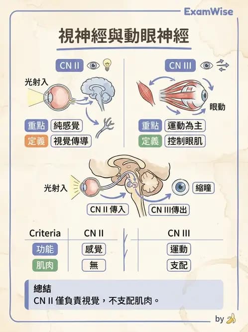 驗光師 - 視覺神經傳導系統 - AI 圖文解析預覽