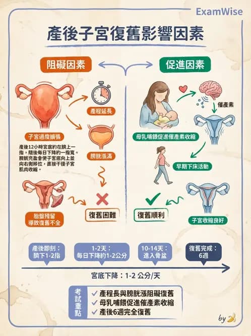 護理師 - 產後生理恢復與護理 - AI 圖文解析預覽