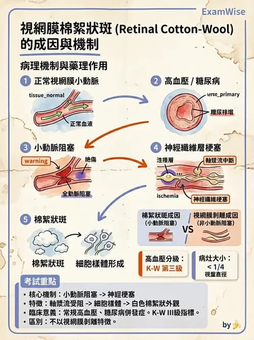 驗光師 - 血管阻塞、甲狀腺眼疾與其他全身性眼病變 - AI 圖文解析預覽