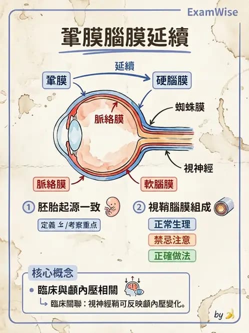 驗光師 - 眼球胚胎發育 - AI 圖文解析預覽