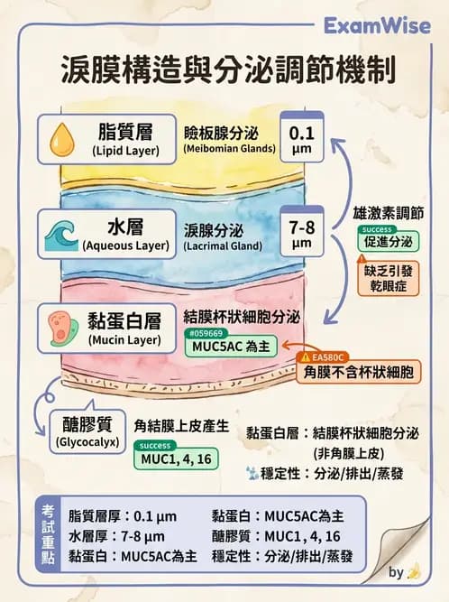 驗光師 - 眼附屬系統 - AI 圖文解析預覽