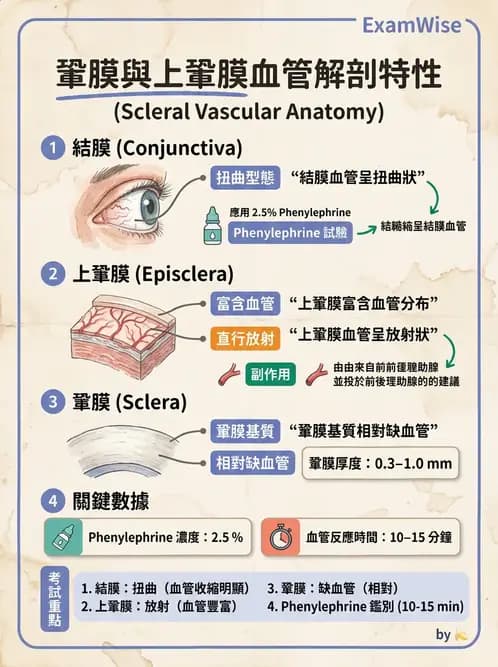驗光師 - 眼球外層構造 - AI 圖文解析預覽