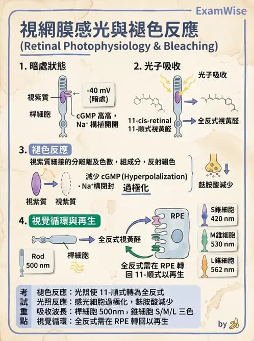 驗光師 - 視網膜 - AI 圖文解析預覽