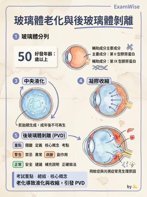 驗光師 - 水晶體與玻璃體 - AI 圖文解析預覽