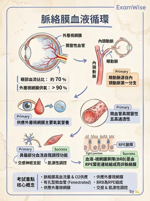 驗光師 - 眼循環系統 - AI 圖文解析預覽