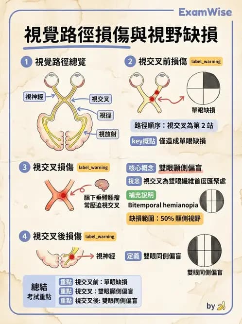 驗光師 - 視覺神經傳導系統 - AI 圖文解析預覽