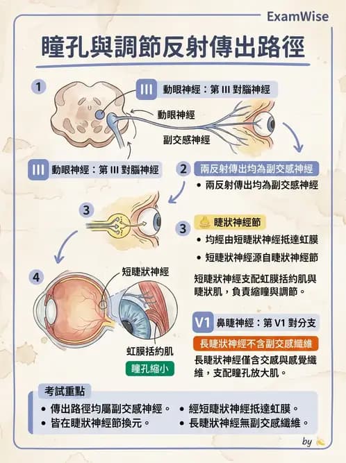 驗光師 - 眼部反射弧與自主神經調控 - AI 圖文解析預覽