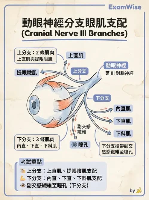 驗光師 - 眼部腦神經解剖與麻痺 - AI 圖文解析預覽
