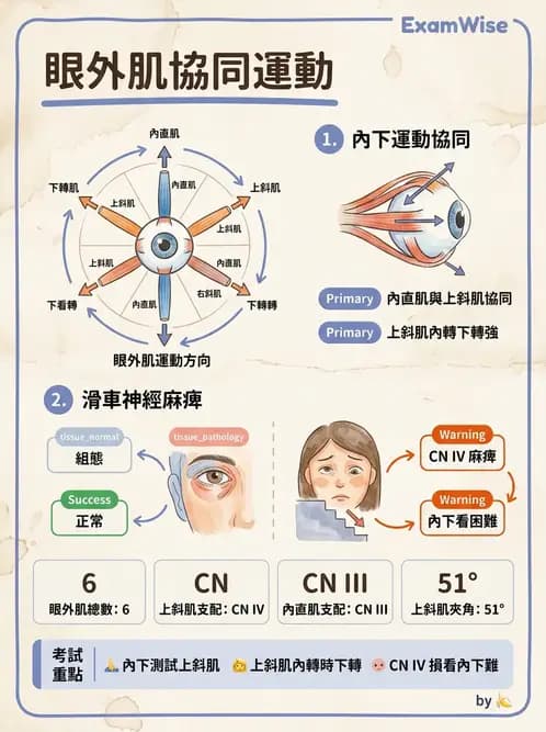 驗光師 - 眼外肌運動與眼位初步檢查 - AI 圖文解析預覽