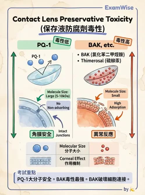 驗光師 - 結膜眼瞼反應、沉澱物與乾眼 - AI 圖文解析預覽