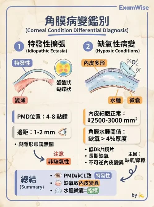 驗光師 - 角膜缺氧、水腫與變形 - AI 圖文解析預覽