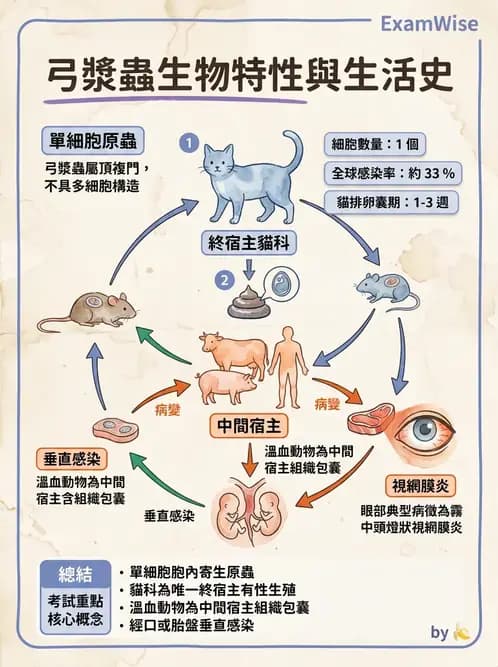 驗光師 - 葡萄膜炎與免疫相關眼病變 - AI 圖文解析預覽