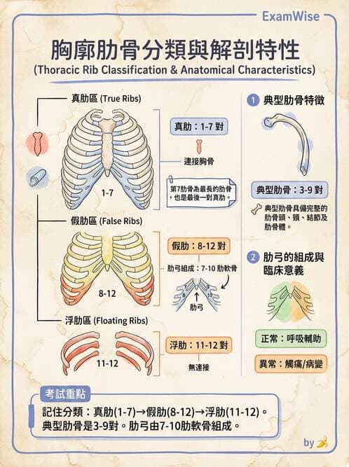 護理師 - 骨骼、肌肉系統 - AI 圖文解析預覽