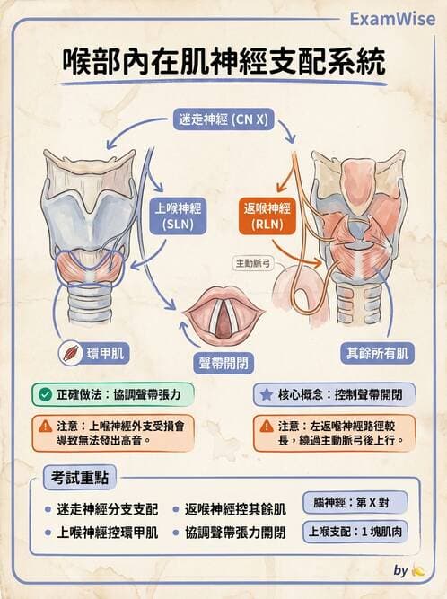 護理師 - 神經系統 - AI 圖文解析預覽