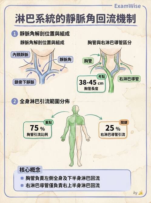 護理師 - 循環系統 - AI 圖文解析預覽