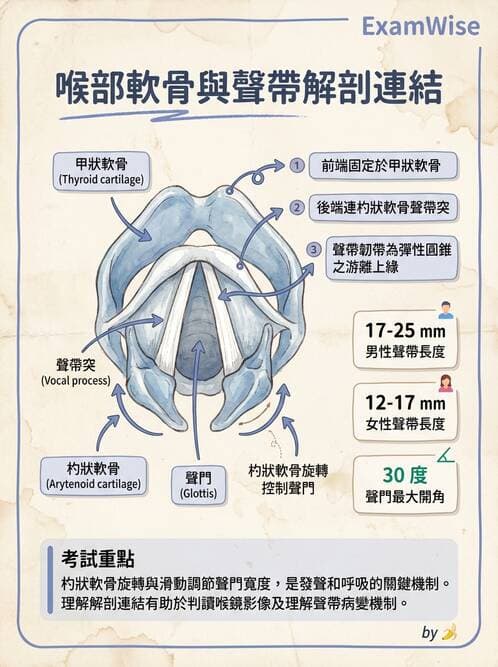 護理師 - 呼吸系統 - AI 圖文解析預覽