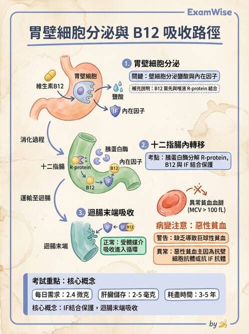 護理師 - 消化道 - AI 圖文解析預覽