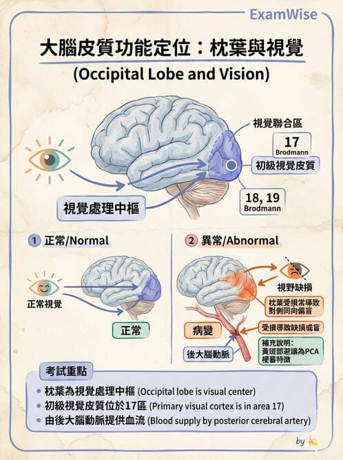 護理師 - 腦功能、自主神經與感覺 - AI 圖文解析預覽