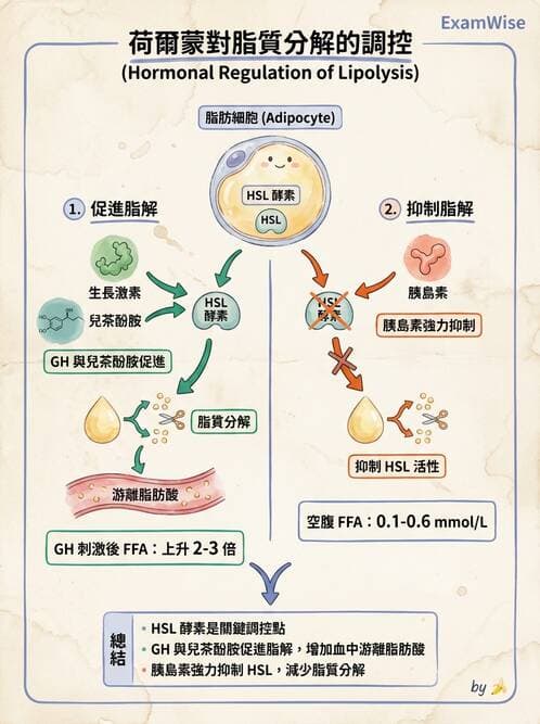 護理師 - 內分泌系統 - AI 圖文解析預覽