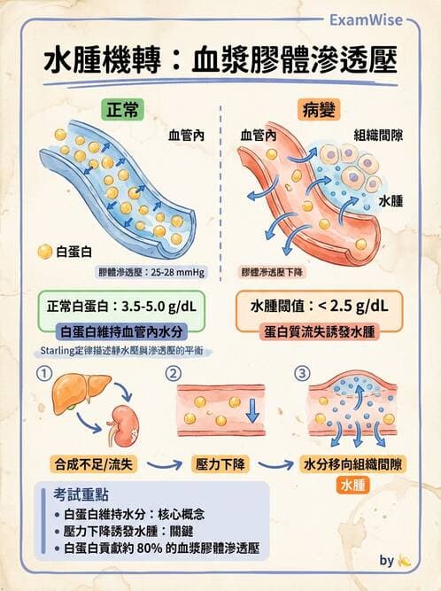 護理師 - 體液平衡 - AI 圖文解析預覽