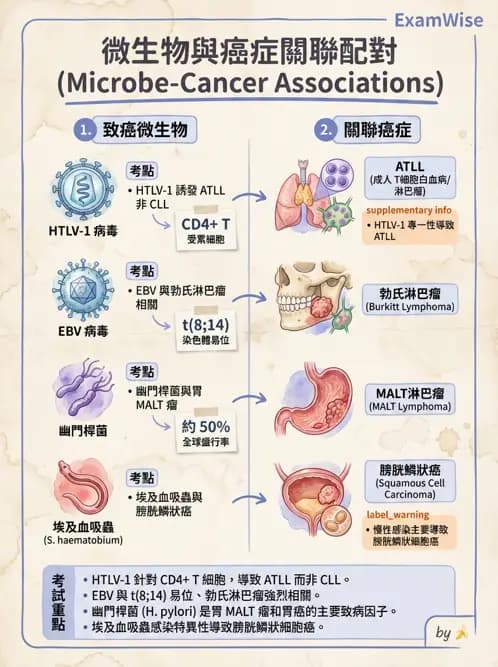 護理師 - 腫瘤及遺傳疾病 - AI 圖文解析預覽