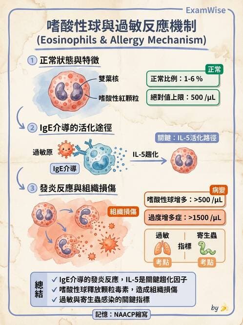 護理師 - 免疫疾病 - AI 圖文解析預覽