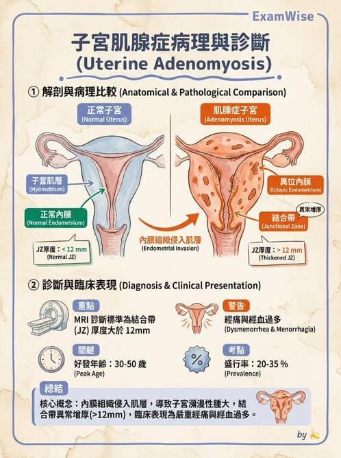 護理師 - 女性生殖系統及乳房 - AI 圖文解析預覽