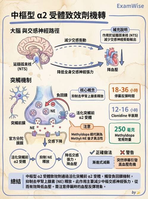 護理師 - 自主神經系統作用藥物 - AI 圖文解析預覽
