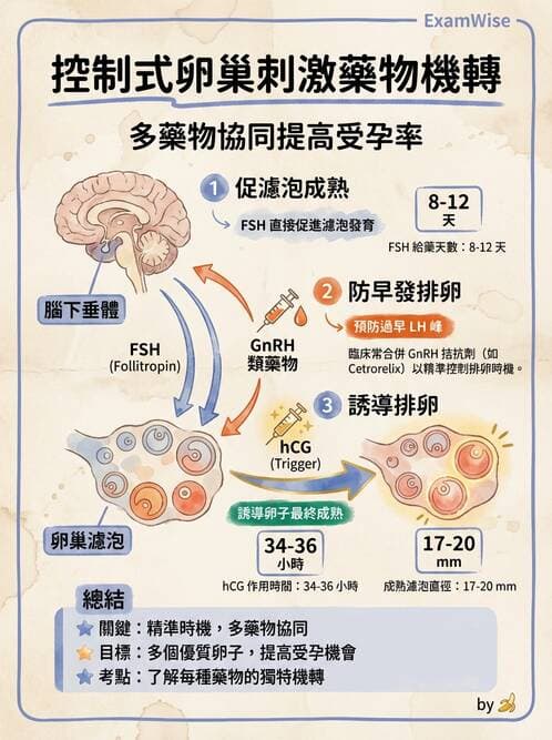 護理師 - 自泌素及藥物 - AI 圖文解析預覽