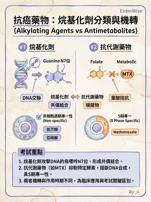 護理師 - 化學治療與免疫調節藥物 - AI 圖文解析預覽