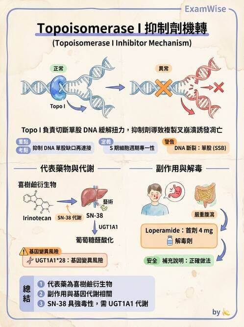 護理師 - 化學治療與免疫調節藥物 - AI 圖文解析預覽