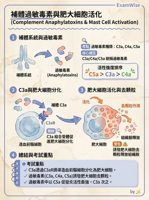 護理師 - 免疫系統組成、抗原-抗體、補體、先天性免疫 - AI 圖文解析預覽