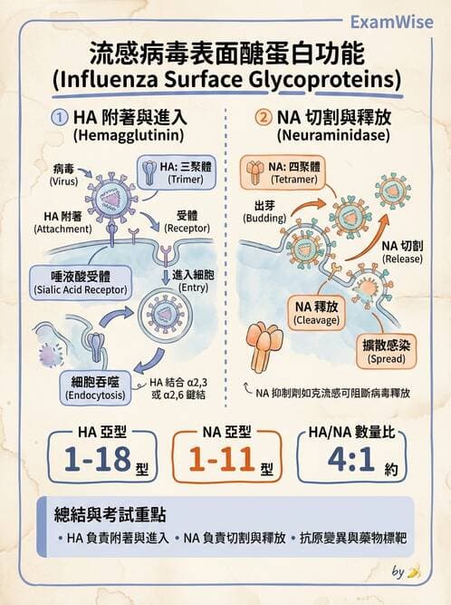 護理師 - RNA 病毒、新興病毒 - AI 圖文解析預覽