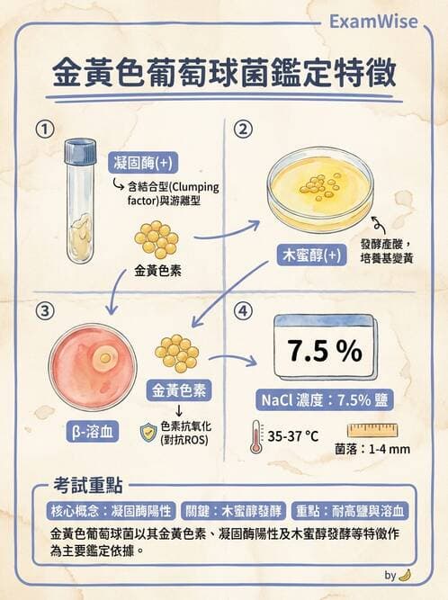 護理師 - 革蘭氏陽性細菌 - AI 圖文解析預覽