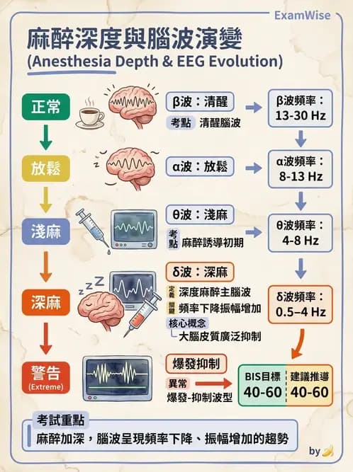 醫檢師 - 腦電圖檢查 - AI 圖文解析預覽
