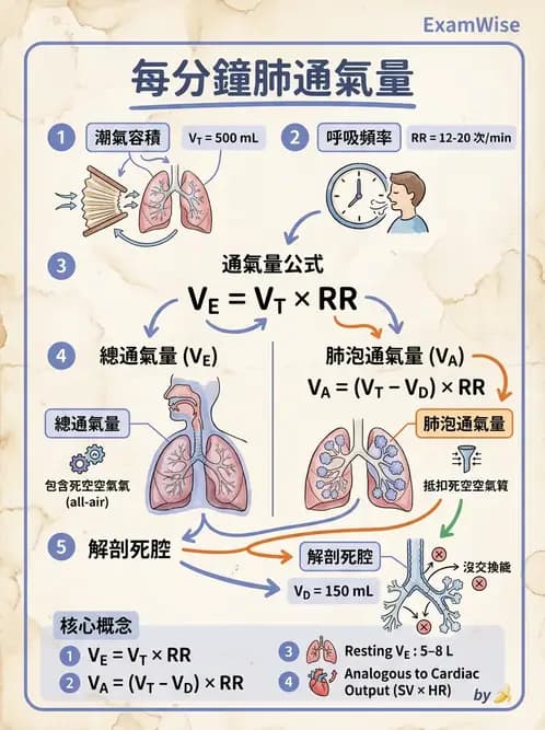 醫檢師 - 肺功能基礎與指標 - AI 圖文解析預覽