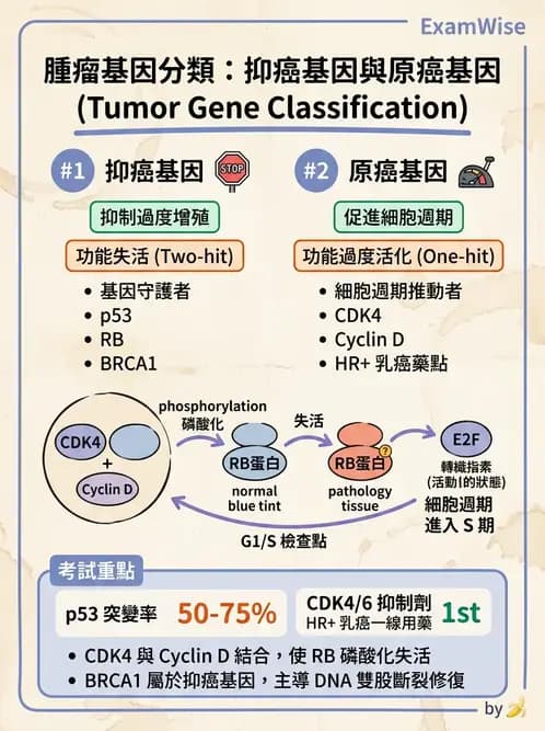 醫檢師 - 腫瘤概論 - AI 圖文解析預覽