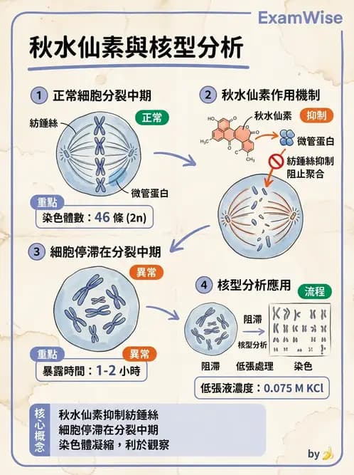醫檢師 - 遺傳和發育疾病 - AI 圖文解析預覽