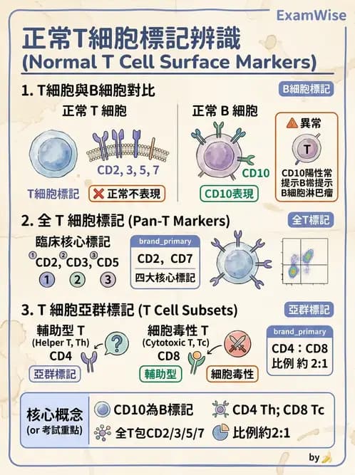 醫檢師 - 造血系統疾病 - AI 圖文解析預覽